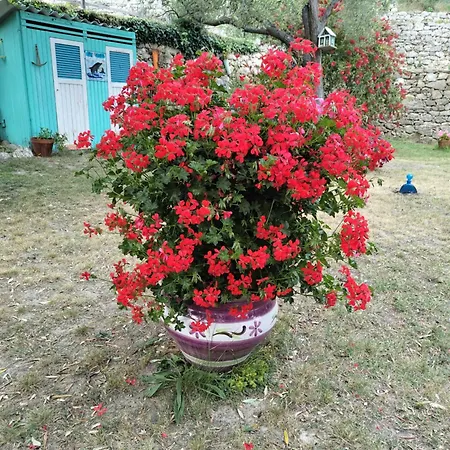 Pierina *