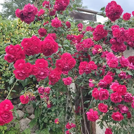 Pierina * 菲纳莱利古雷