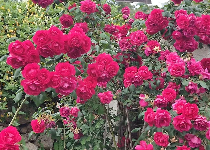 Pierina * פינאלה ליגורה